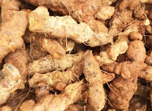药草铺土茯苓药草图集