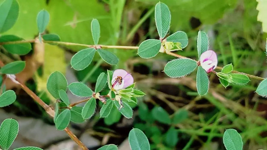 药草铺鸡眼草药草图集