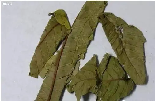 药草铺番石榴叶药草图集