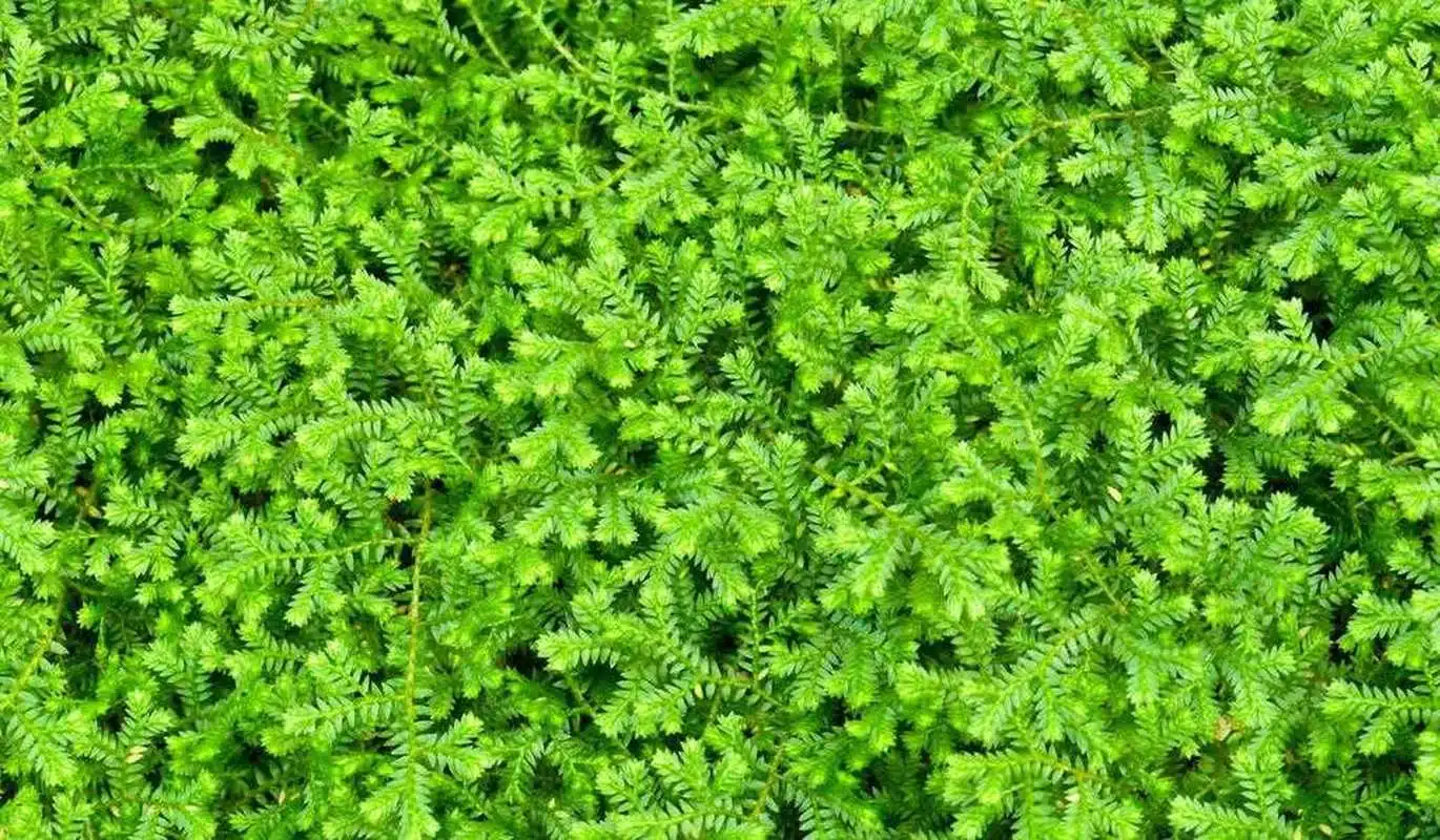 药草铺翠云草药草图集