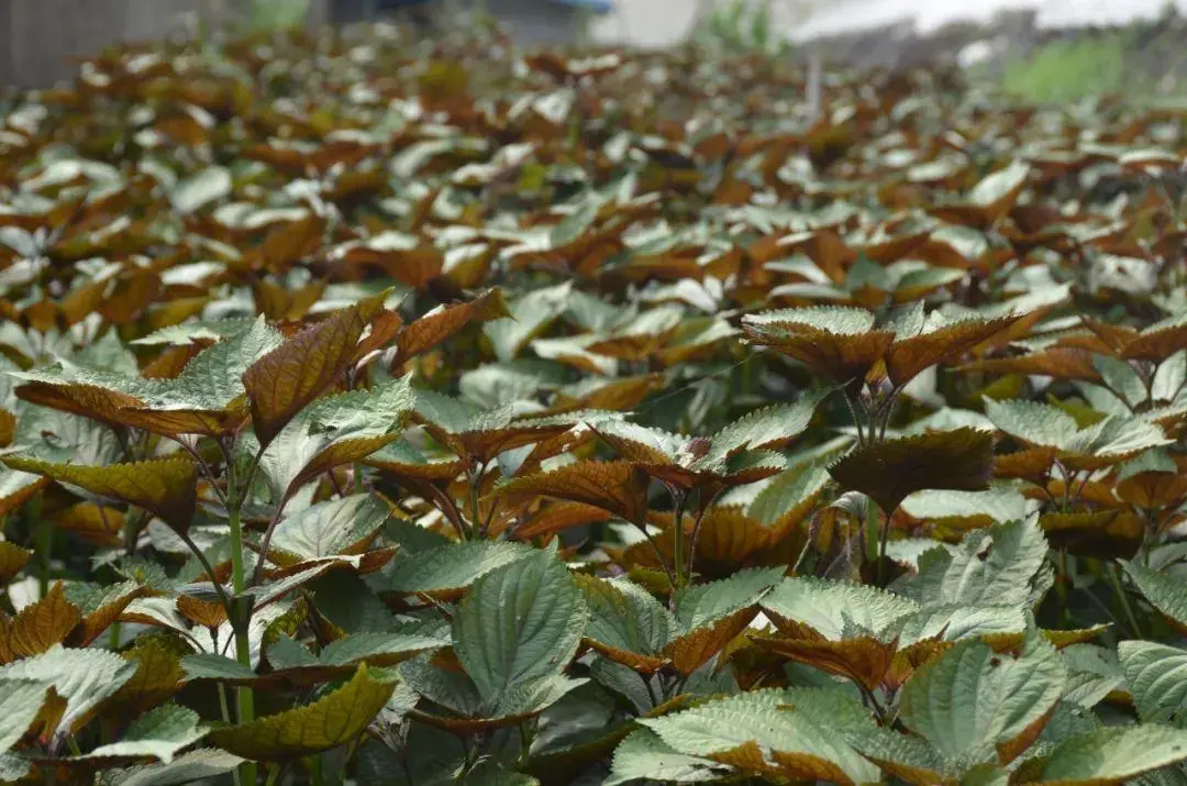 药草铺紫苏梗药草图集
