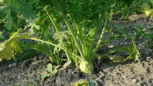 药草铺白芥子药草图集