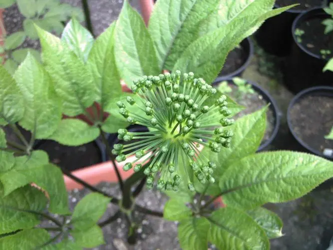 药草铺竹节参药草图集