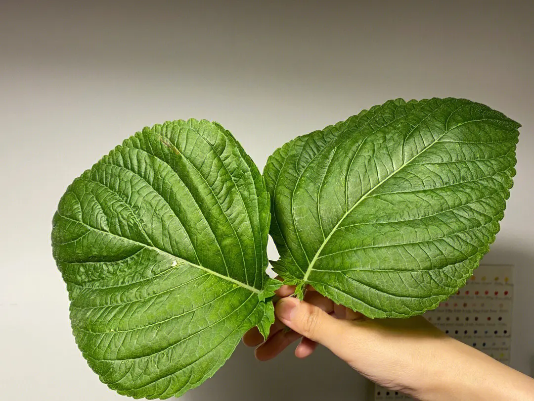 药草铺紫苏叶药草图集
