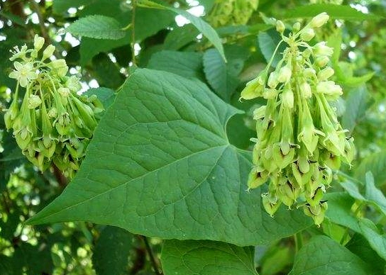 药草铺红药子药草图集