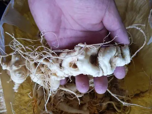 药草铺竹节参药草图集