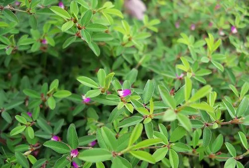 药草铺鸡眼草药草图集