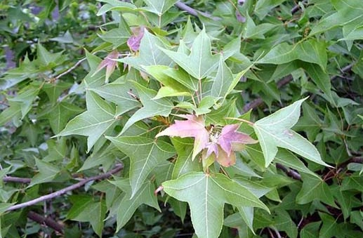 药草铺苏合香药草图集