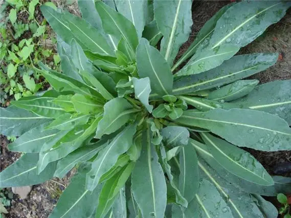药草铺板蓝根药草图集