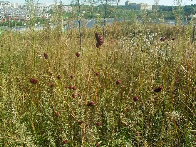 药草铺地榆药草图集