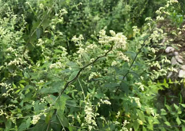 药草铺刘寄奴药草图集
