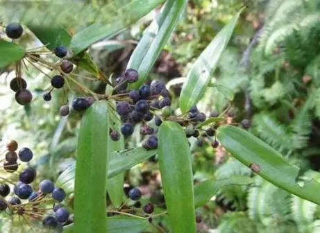 药草铺土茯苓药草图集