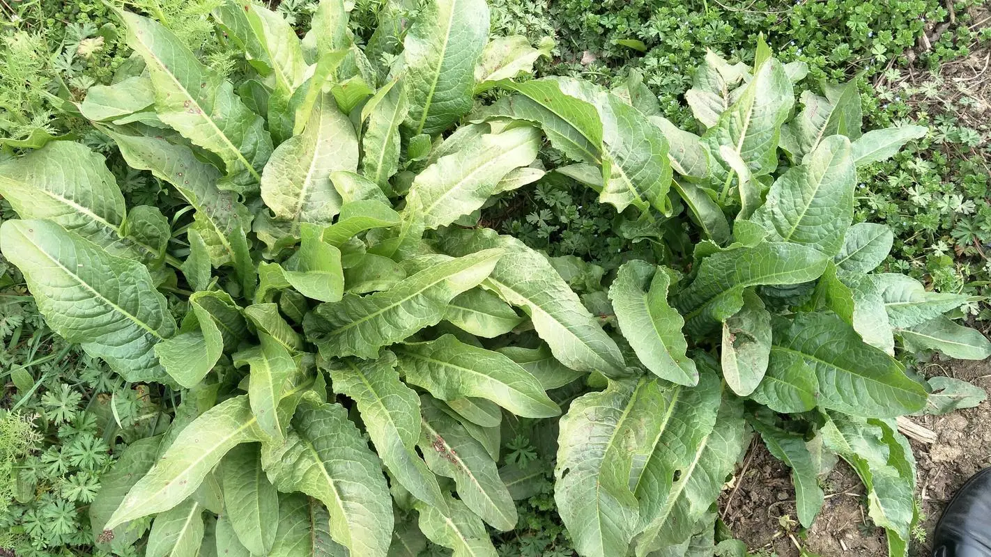 药草铺土大黄药草图集