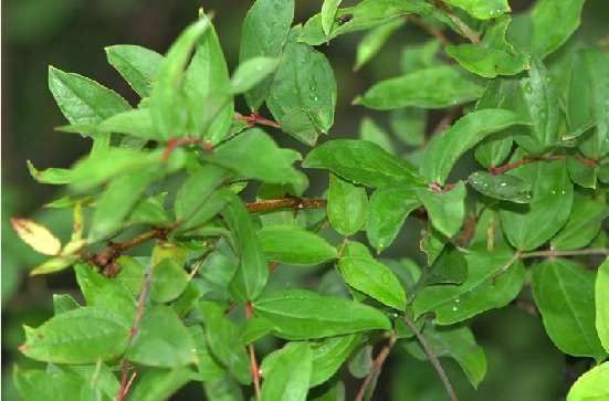 药草铺马桑根药草图集