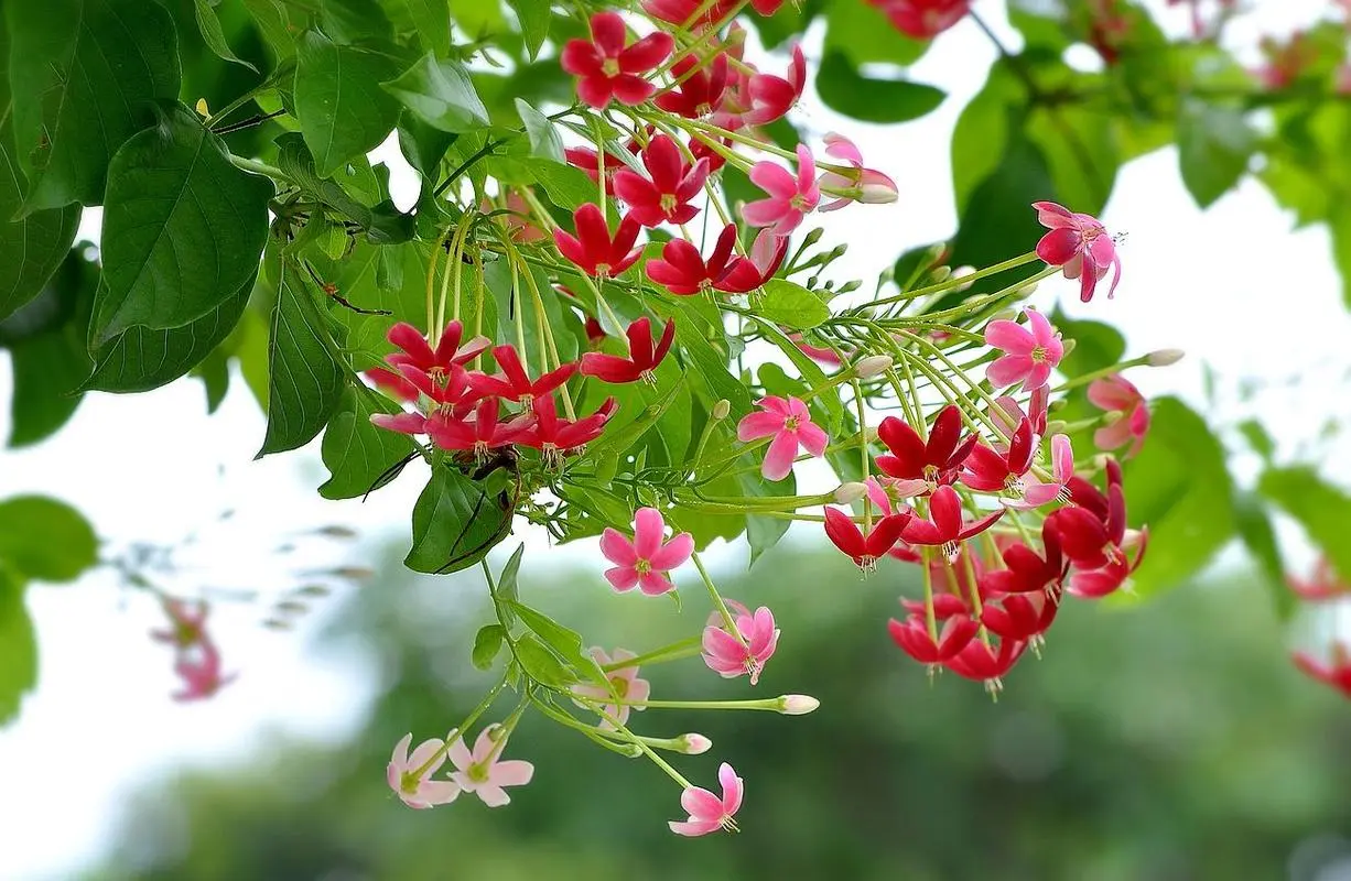 药草铺使君子药草图集