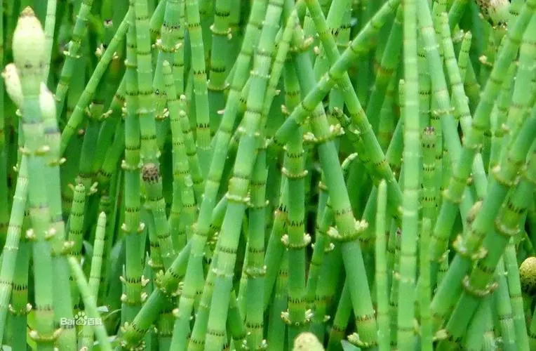 药草铺问荆药草图集
