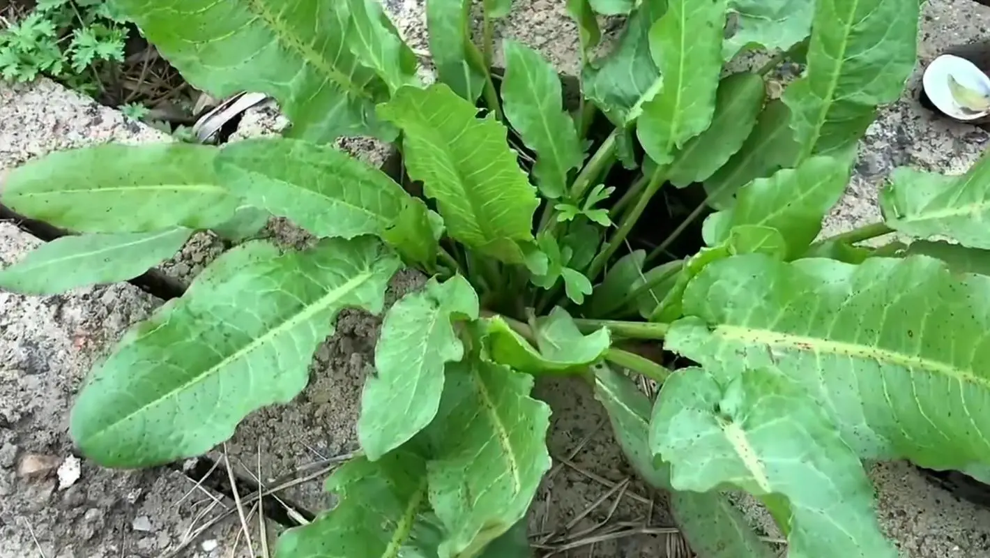 药草铺土大黄药草图集