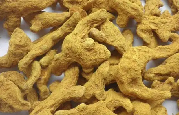 药草铺片姜黄药草图集