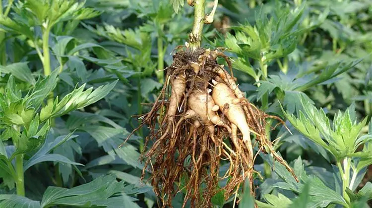 药草铺草乌叶药草图集