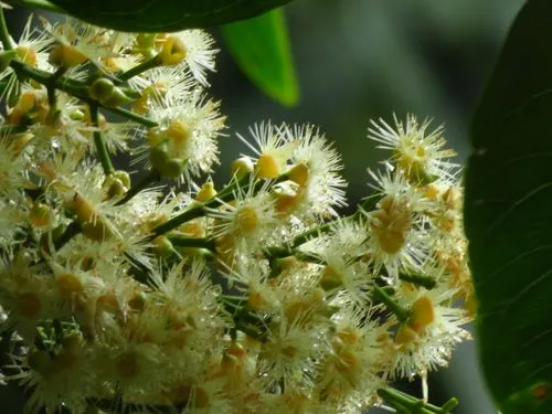 药草铺水翁花药草图集