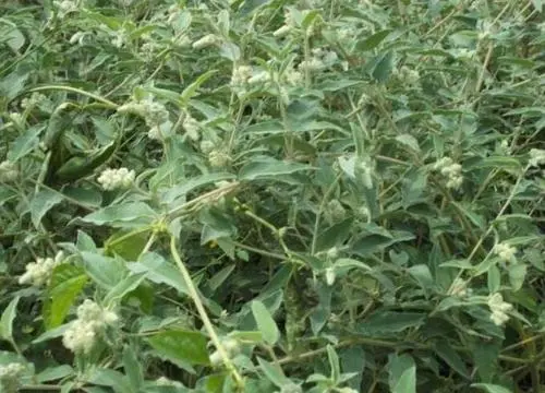 药草铺鸡骨香药草图集