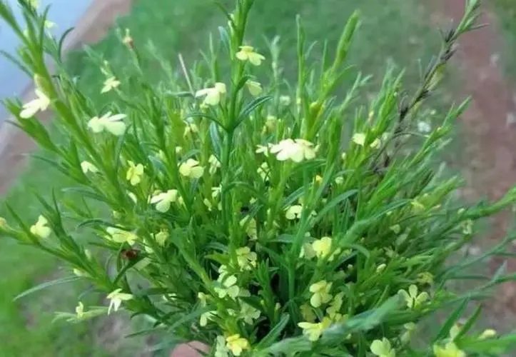 药草铺独脚金药草图集