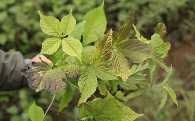 药草铺四块瓦药草图集