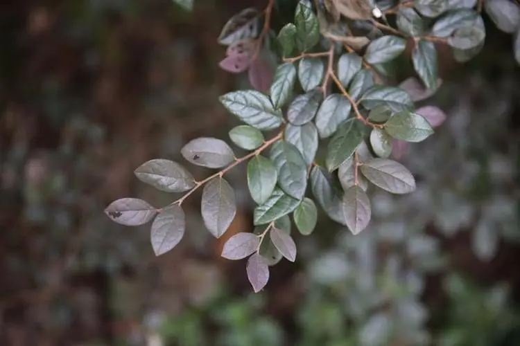 药草铺檵木叶药草图集