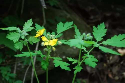 药草铺白屈菜药草图集
