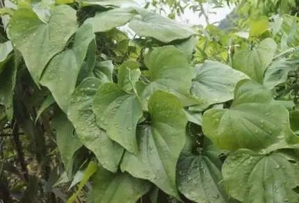 药草铺粉萆薢药草图集