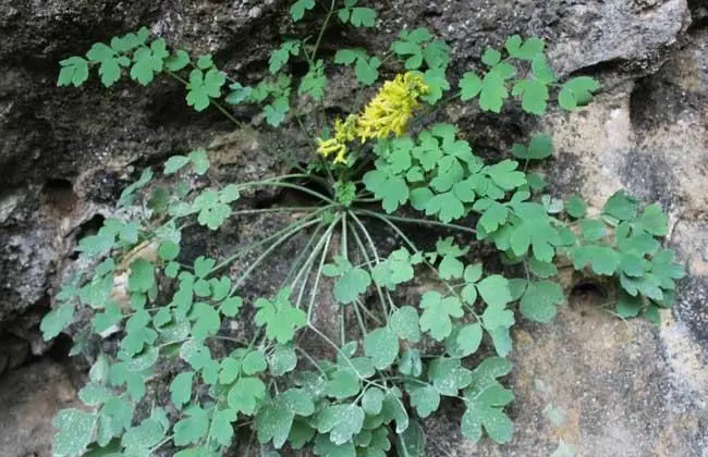 药草铺岩黄连药草图集