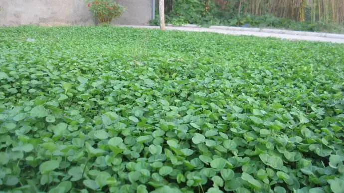 药草铺马蹄金药草图集