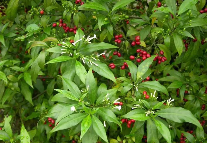 药草铺萝芙木药草图集