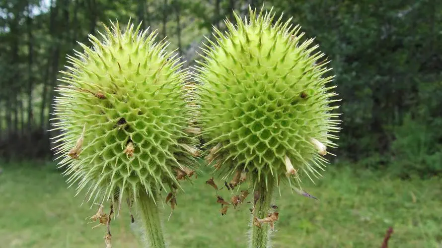 药草铺川续断药草图集