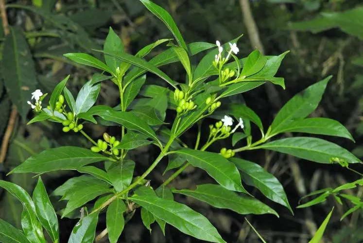 药草铺萝芙木药草图集