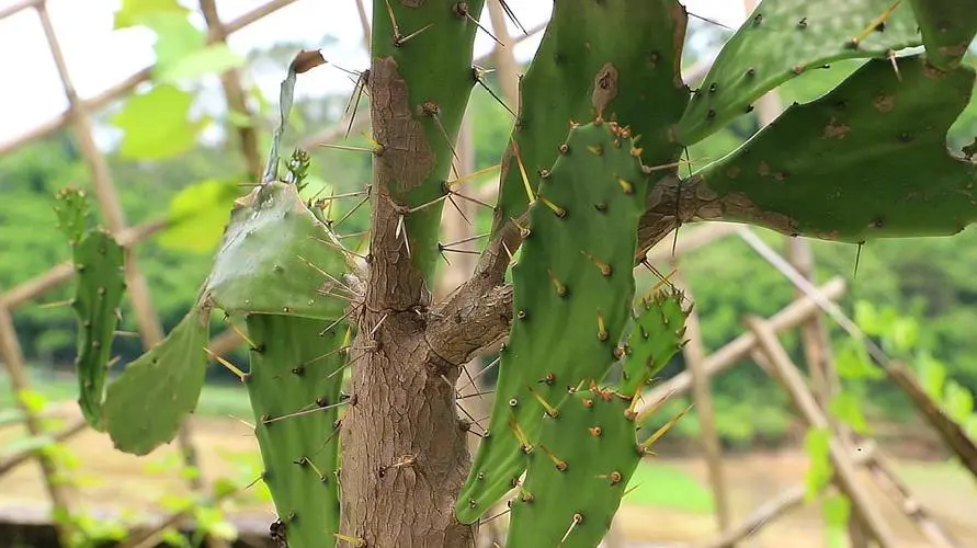 药草铺仙人掌药草图集