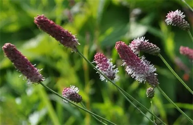 药草铺地榆药草图集