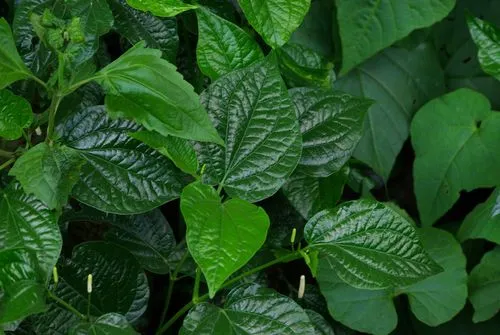 药草铺海风藤药草图集