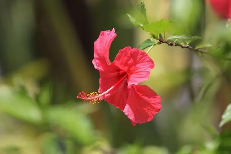药草铺扶桑花药草图集