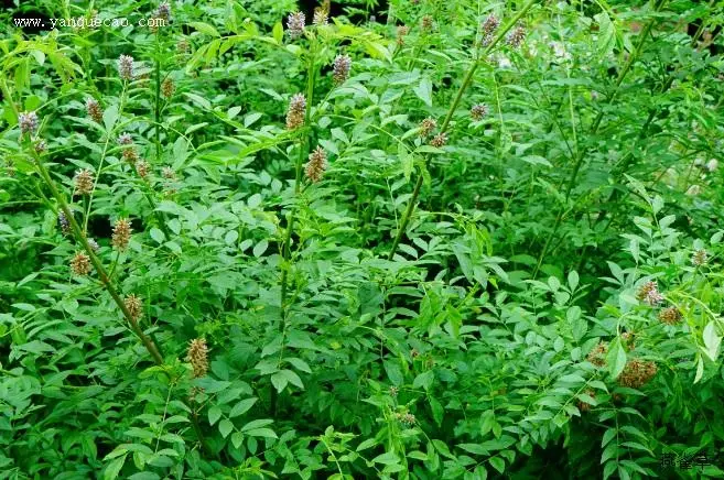 药草铺甘草药草图集
