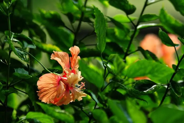 药草铺扶桑花药草图集