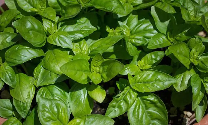 药草铺罗勒药草图集