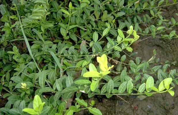 药草铺扶芳藤药草图集