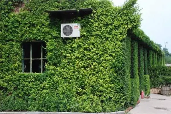 药草铺扶芳藤药草图集
