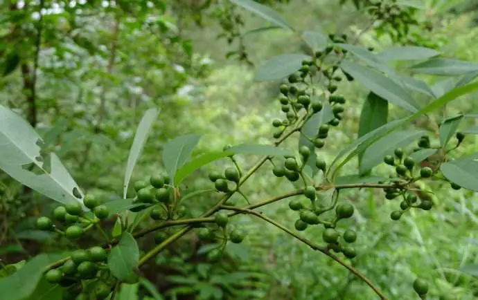 药草铺豆豉姜药草图集