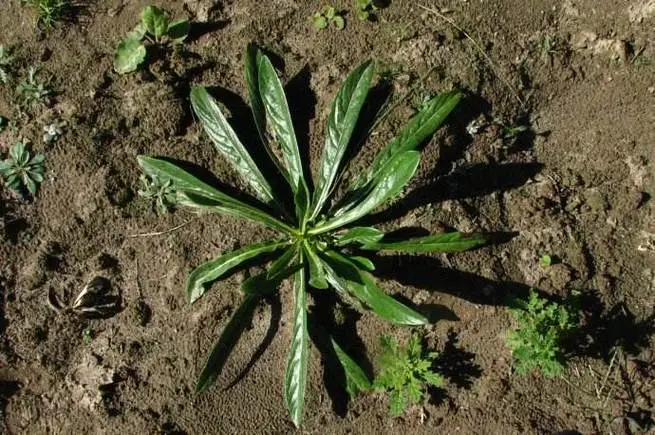 药草铺翼首草药草图集