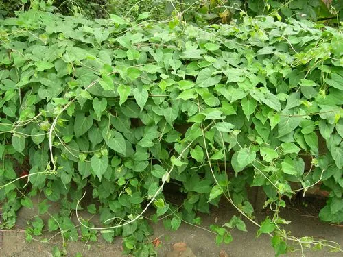 药草铺白首乌药草图集