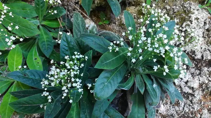 药草铺蜘蛛香药草图集