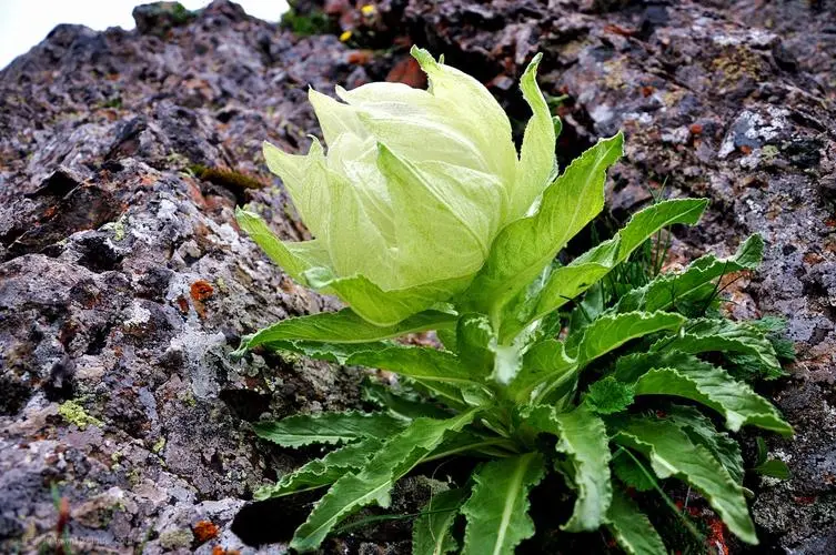 药草铺天山雪莲药草图集