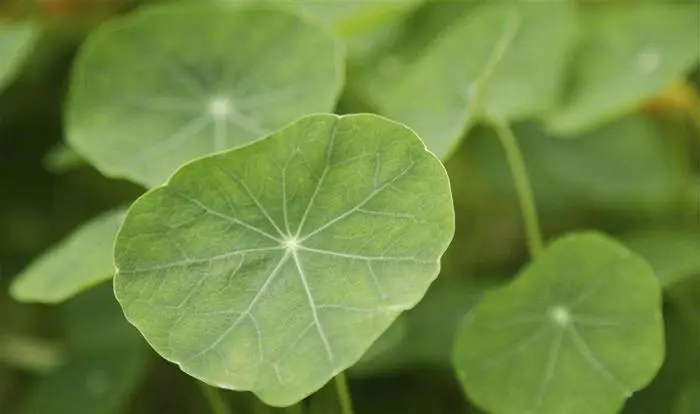 药草铺白药子药草图集